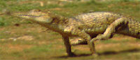 This is a galloping _Crocodylus johnsoni_