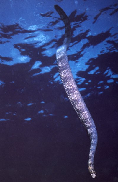 _Emydocephalus annulatus_ swimming in the ocean