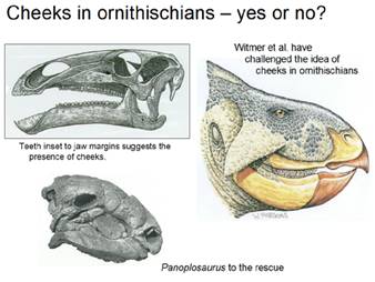 i-f1e5f3d0457f401016fec1fd3e5b0501-ceratopsian_cheeks_slide.jpg
