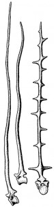 Tall spines and sailed backs: A survey of sailbacks across time – THE ...